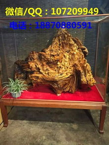供應崖柏擺件 崖柏根雕鑒別 黃金樟根雕制作