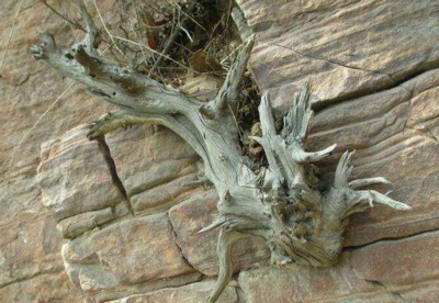 崖柏與側(cè)柏區(qū)別圖鑒 崖柏與側(cè)柏有什么關(guān)系