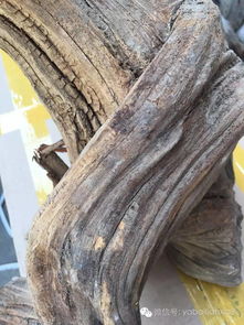 如何從崖柏毛料的表皮,來鑒別料質(zhì)的好壞