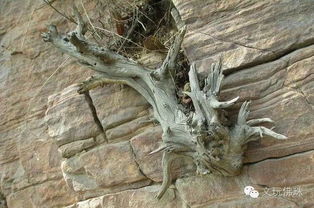 哪個地區(qū)的崖柏仙氣最濃 想淘精品一定要去這地方