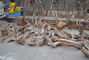 千年崖柏一夜變黃金 一朝濫采滿山空