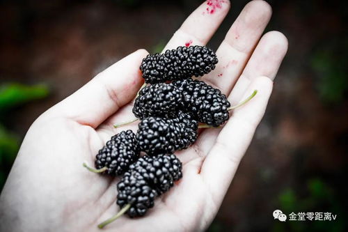 你好,金堂轉龍絲廠