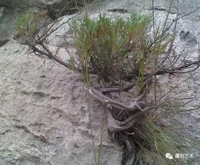 崖柏雷擊木的秘密 鳳凰涅槃,回歸自然