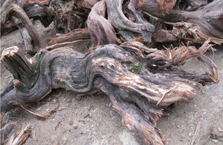 下山崖柏也分等級,帝王級崖柏動不動就五位數(shù)