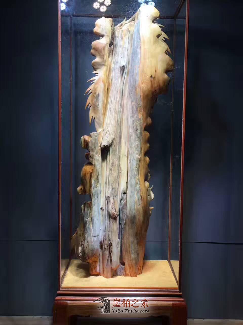 崖柏大型根雕《御龍達摩》霸氣鎮宅辟邪風水擺件