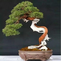 怎樣制作崖柏盆景