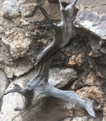 山上懸崖發現一顆崖柏,準能賣個好價錢,但是崖柏雖好,不能挖