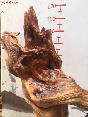 壽比南山崖柏陳化黑油