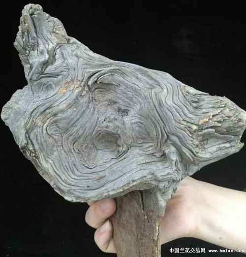 太行崖柏水泥皮陳化料云紋精品