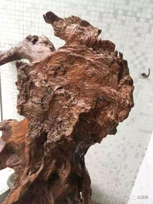 崖柏的神奇傳說與老茬頭的形成