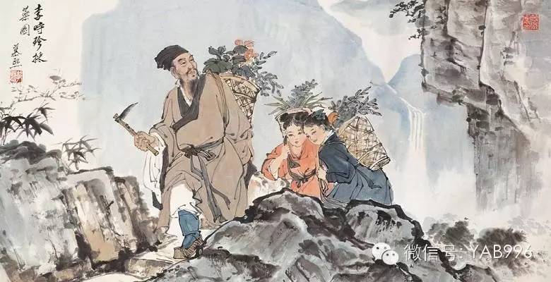 崖柏 千年“臥薪嘗膽”，終成造福人間瑰寶