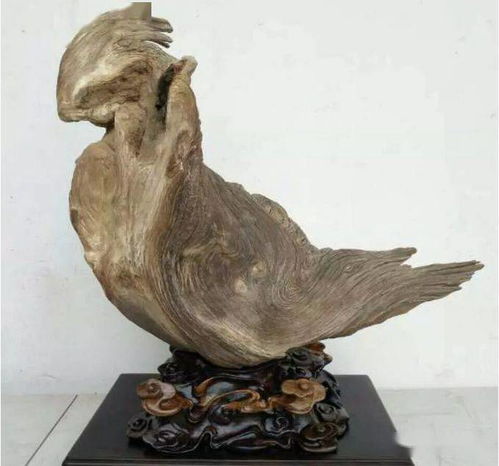 總價值幾十個億，這才是中國太行精品崖柏