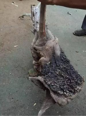 崖柏五靈脂 自然饋贈與視覺挑戰(zhàn)